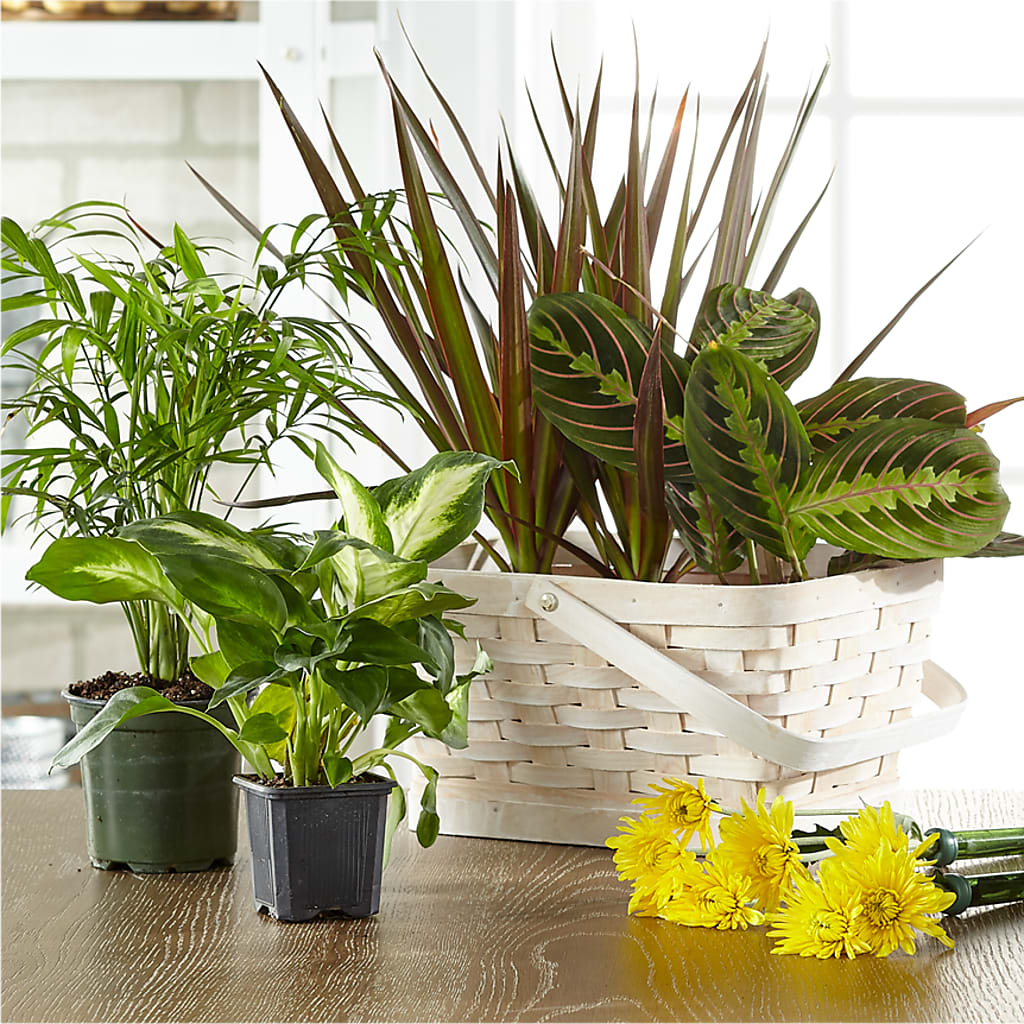 Florist Designed Blooming and Green Plants in a Basket – Fairy Queen Floral, Madera CA
