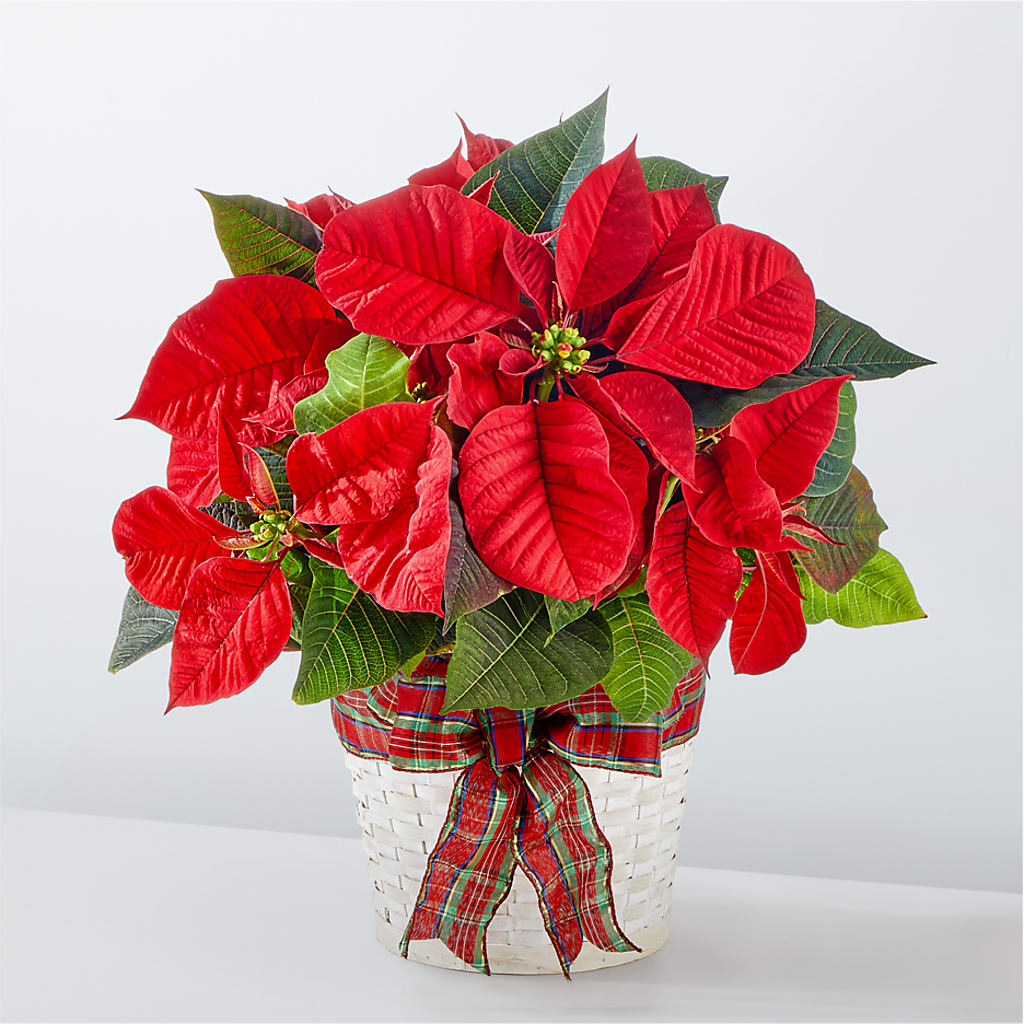 Happiest Holidays Poinsettia – Fairy Queen Floral, Madera CA