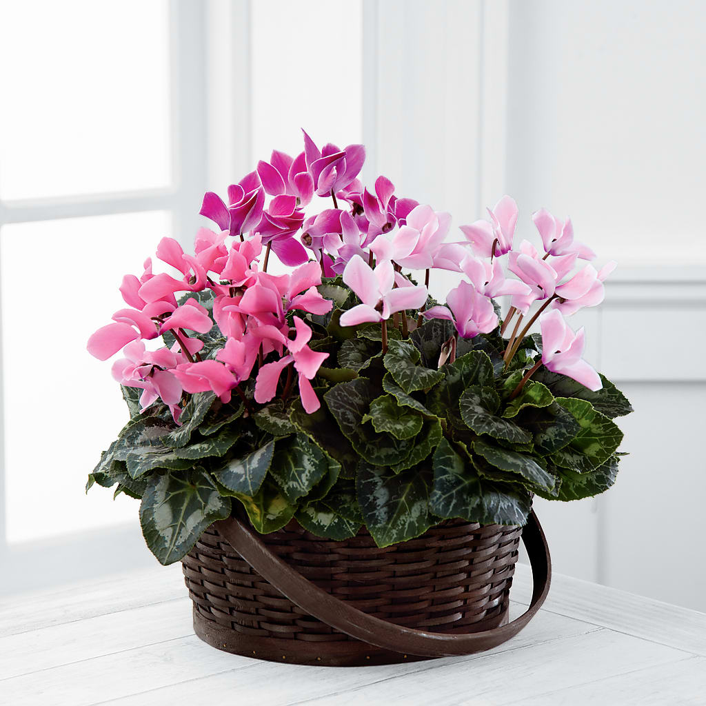 Mixed Cyclamen Planter – Fairy Queen Floral, Madera CA