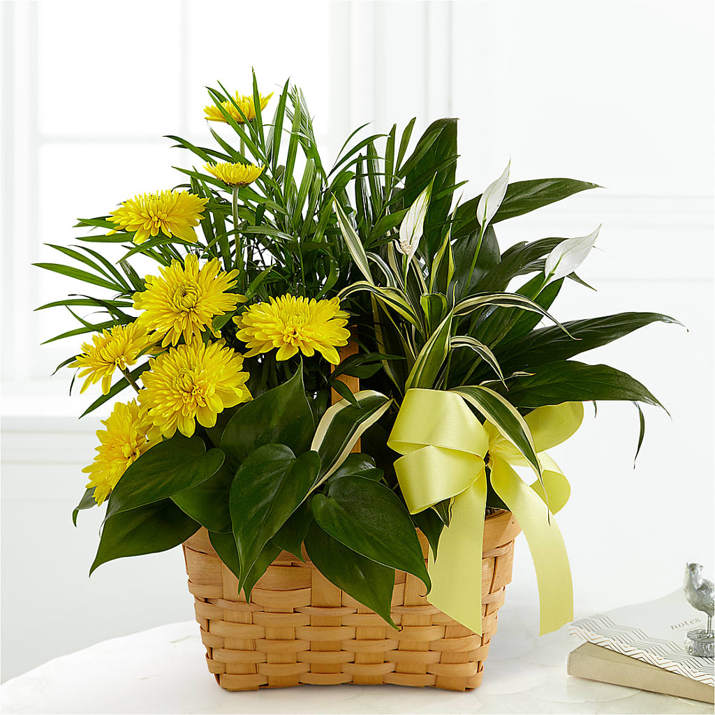 Loving Light Dishgarden – Fairy Queen Floral, Madera CA