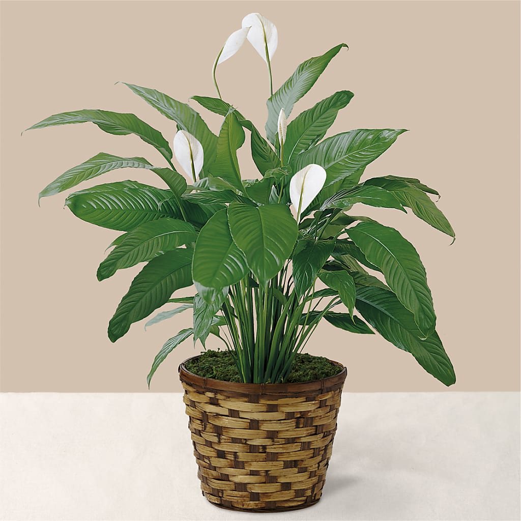 Tranquil Moments Peace Lily Plant – Fairy Queen Floral, Madera CA