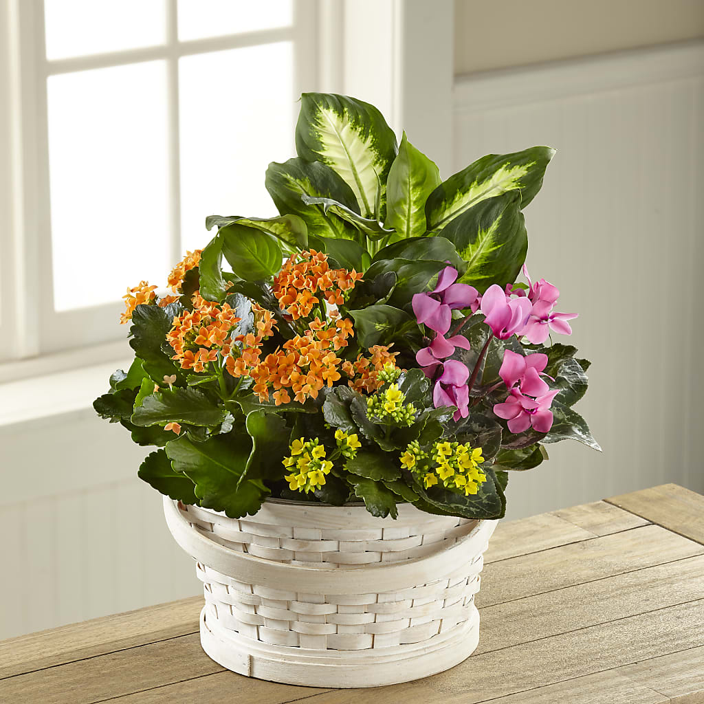 Color Crush Dishgarden – Fairy Queen Floral, Madera CA