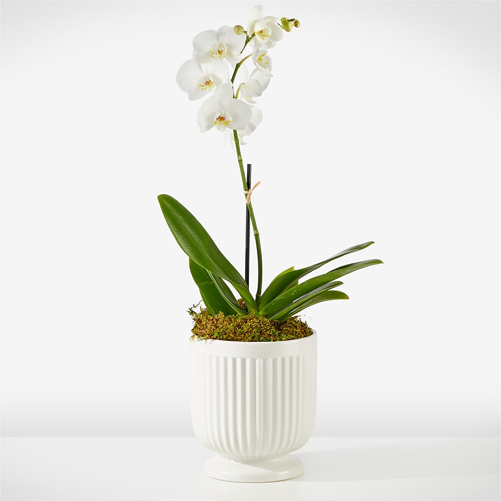 Whispering White Orchid – Fairy Queen Floral, Madera CA