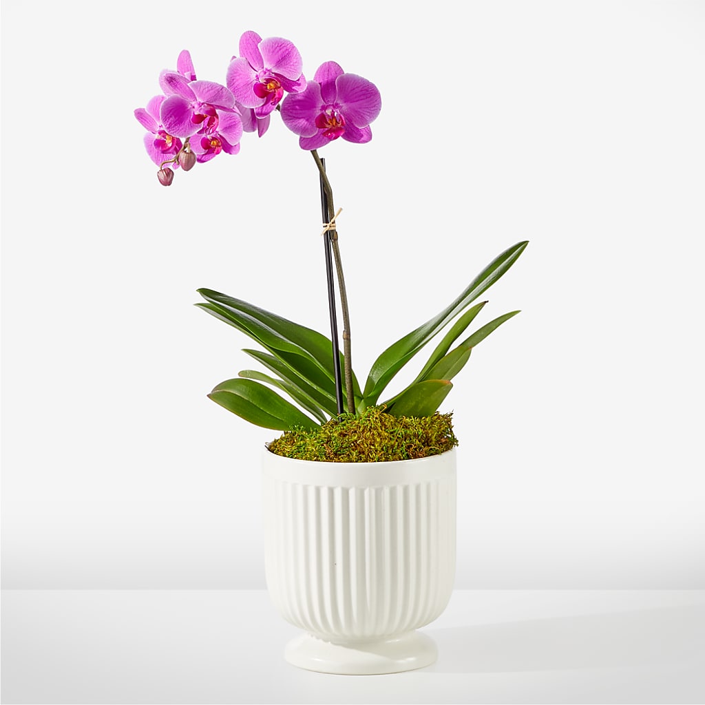 Friendly Fuchsia Orchid – Fairy Queen Floral, Madera CA