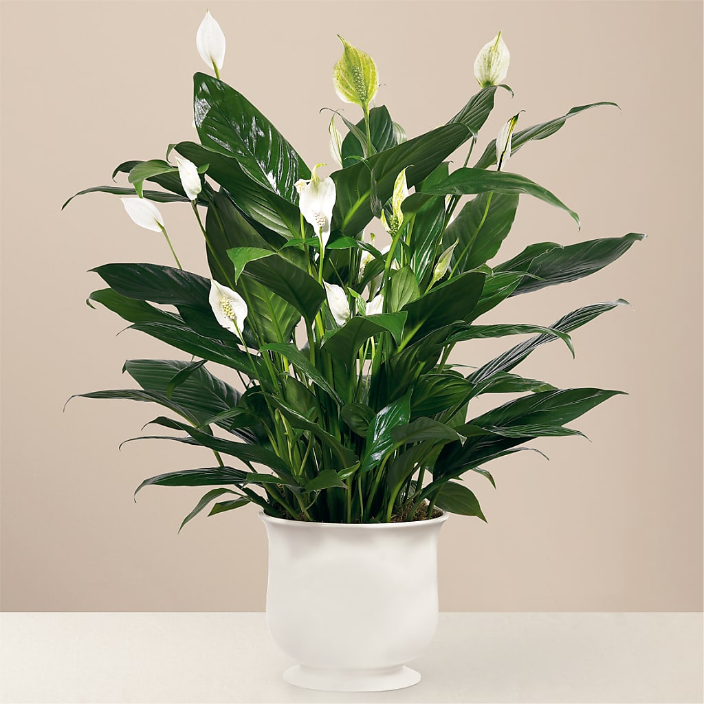 Comfort Planter – Fairy Queen Floral, Madera CA