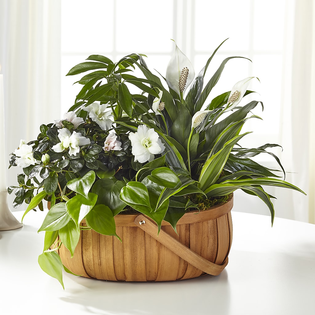 Serene Dishgarden – Fairy Queen Floral, Madera CA