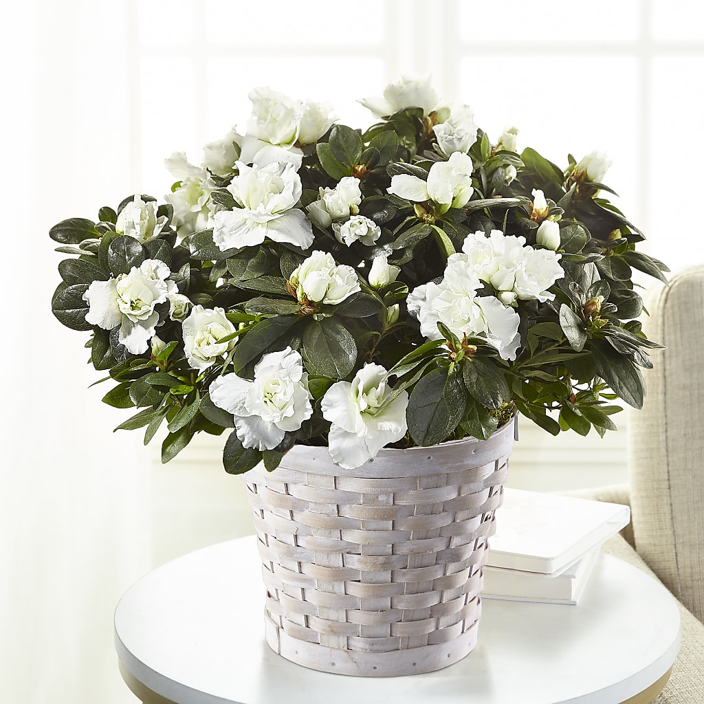 White Azalea Plant – Fairy Queen Floral, Madera CA