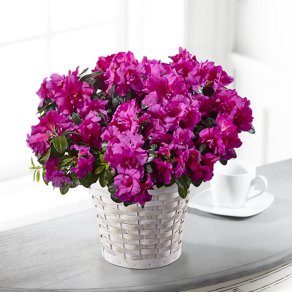 Hope & Serenity Azalea Plant – Fairy Queen Floral, Madera CA