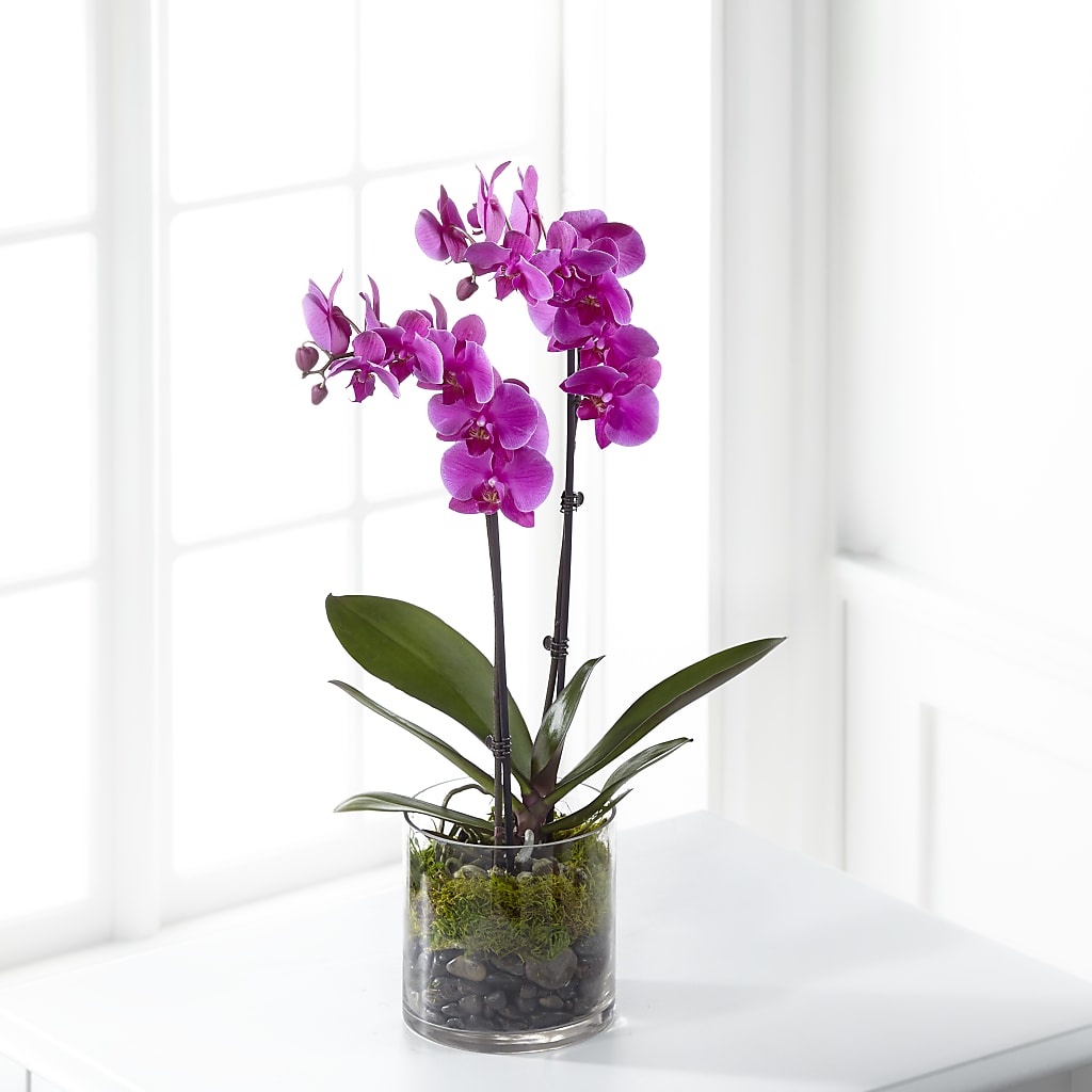 Pink Orchid Plant – Fairy Queen Floral, Madera CA