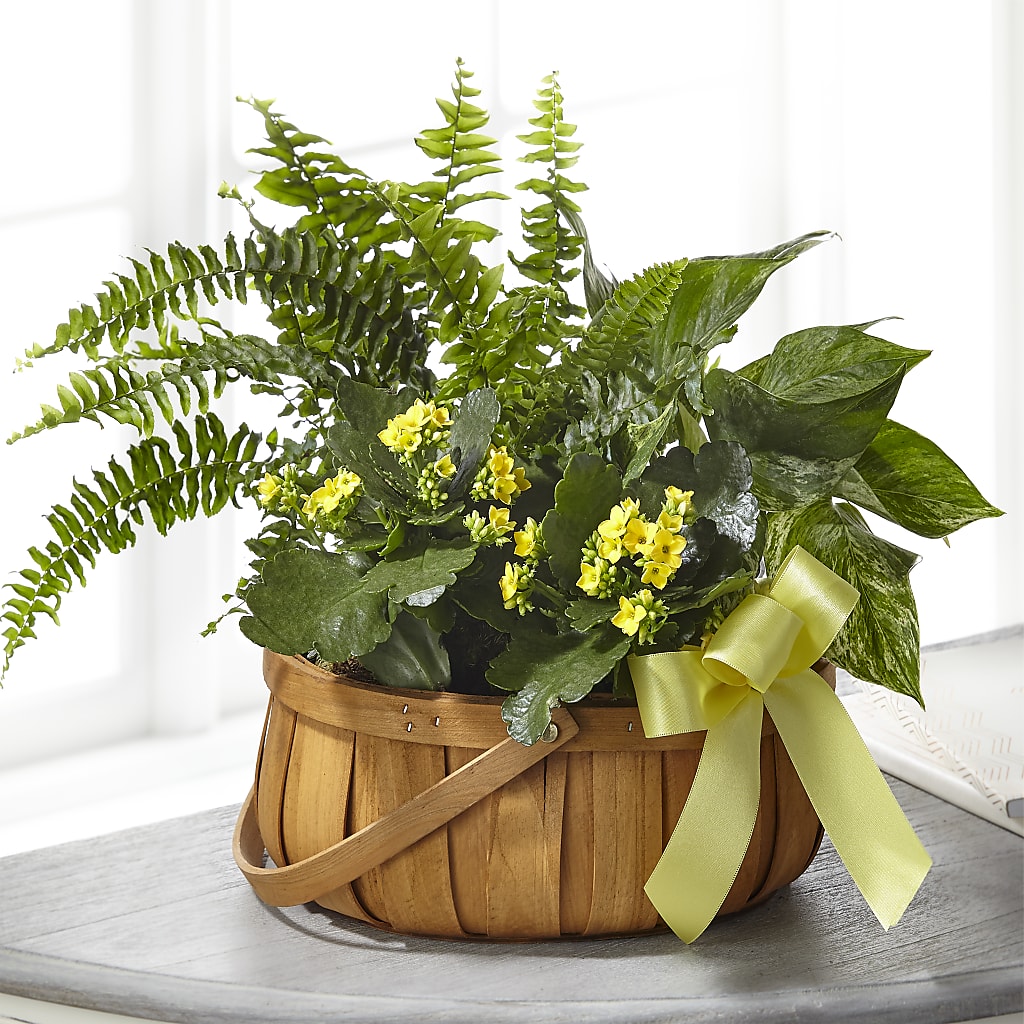 Always Dear Dishgarden – Fairy Queen Floral, Madera CA