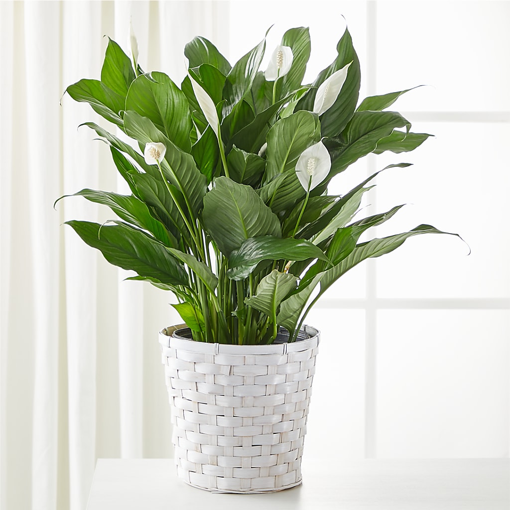 A New Leaf Peace Lily – Fairy Queen Floral, Madera CA