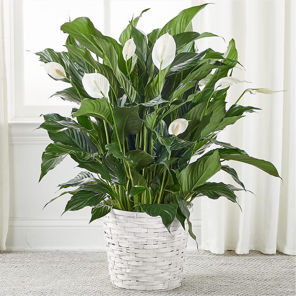 A New Leaf Peace Lily – Fairy Queen Floral, Madera CA