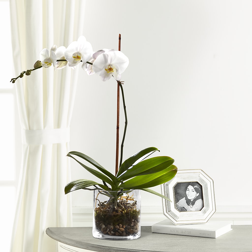 White Orchid Planter – Fairy Queen Floral, Madera CA