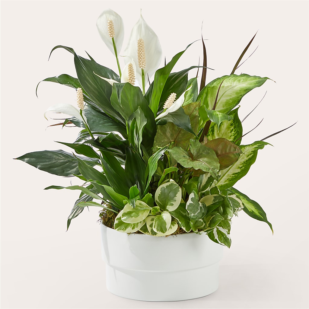 Radiating Positivity Dishgarden – Fairy Queen Floral, Madera CA