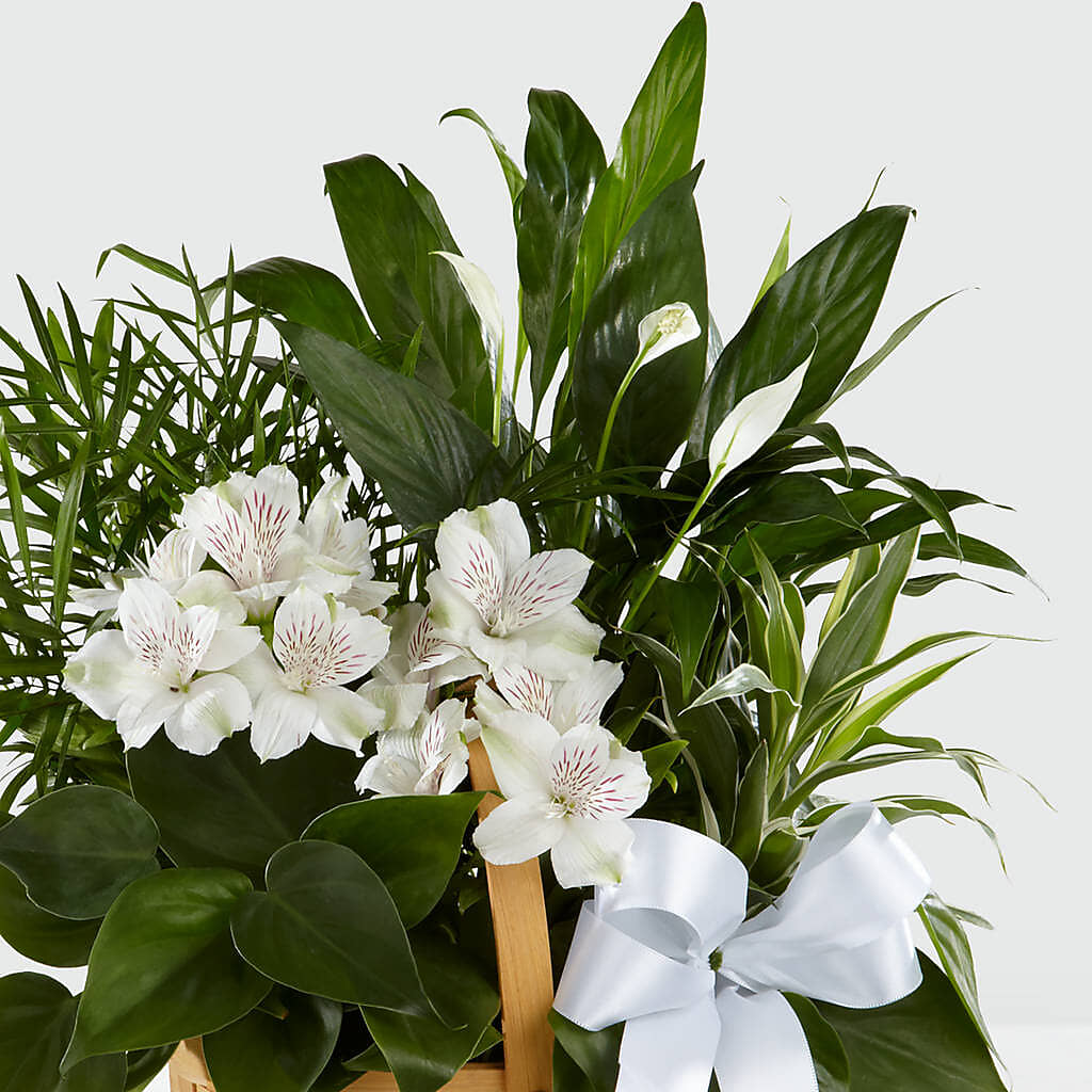 Peace & Serenity Dishgarden –  Fairy Queen Floral, Madera CA