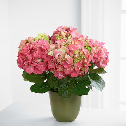 Pink Hydrangea Planter –  Fairy Queen Floral, Madera CA
