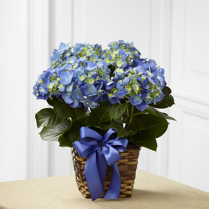 Blue Hydrangea Planter –  Fairy Queen Floral, Madera CA