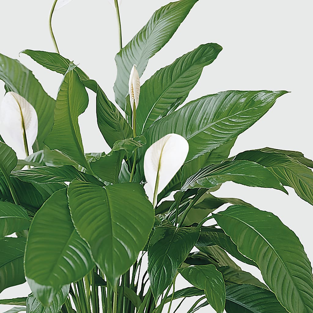 Tranquil Moments Peace Lily Plant –  Fairy Queen Floral, Madera CA