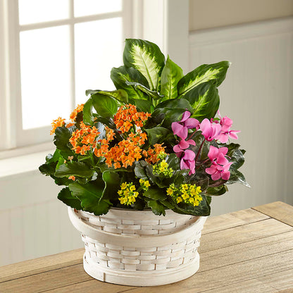 Color Crush Dishgarden –  Fairy Queen Floral, Madera CA