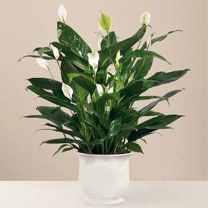 Comfort Planter –  Fairy Queen Floral, Madera CA