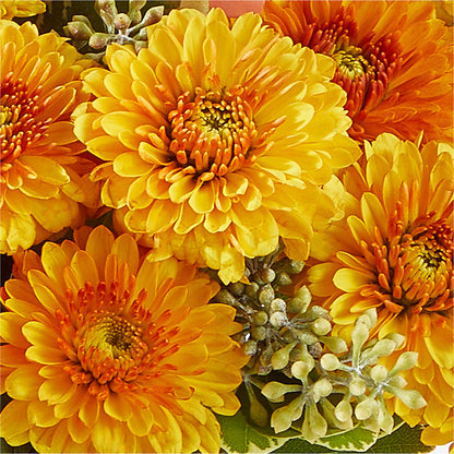 Peachy Pumpkin –  Fairy Queen Floral, Madera CA