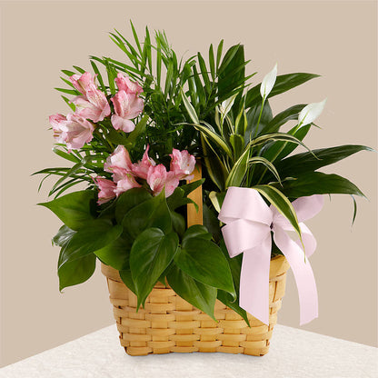 Living Spirit Dishgarden –  Fairy Queen Floral, Madera CA
