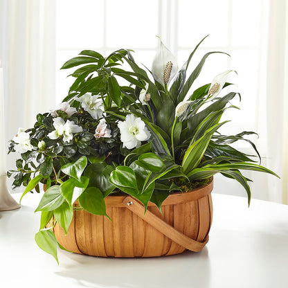 Serene Dishgarden –  Fairy Queen Floral, Madera CA