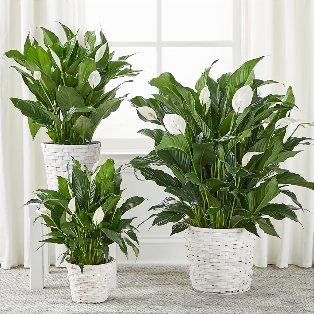 A New Leaf Peace Lily –  Fairy Queen Floral, Madera CA