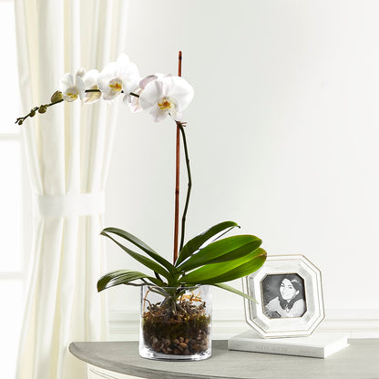 White Orchid Planter –  Fairy Queen Floral, Madera CA